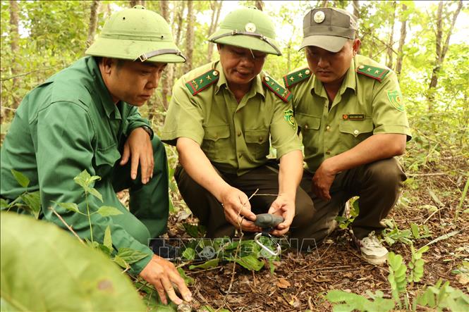 Lực lượng kiểm lâm xác định toạ độ khu vực tuần tra tại Khu bảo tồn thiên nhiên Ea Sô. Ảnh: Tuấn Anh - TTXVN