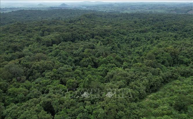 Khu bảo tồn thiên nhiên Ea Sô có diện tích gần 26.850ha với nhiều loài động, thực vật quý hiếm. Ảnh: TTXVN phát