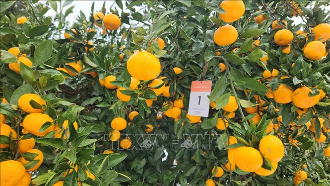 Phiếu số gắn trên mỗi cây quýt nhằm theo dõi quá trình kết đường của quả quýt để thu hái đúng thời điểm lượng đường cao nhất, quýt ngọt nhất. Ảnh: Trường Giang - PV TTXVN tại Hàn Quốc