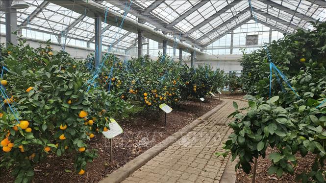 Trung tâm kỹ thuật phát triển quýt Jeju - nơi nghiên cứu, gây giống và tổ chức hướng dẫn kỹ thuật trồng quýt cho người dân. Ảnh: Trường Giang - PV TTXVN tại Hàn Quốc