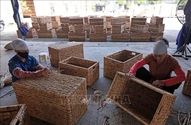 Sản xuất thùng đựng quần áo từ bèo tây xuất khẩu sang thị trường Mỹ tại Công ty Phú Tuấn. Ảnh: Trần Việt - TTXVN