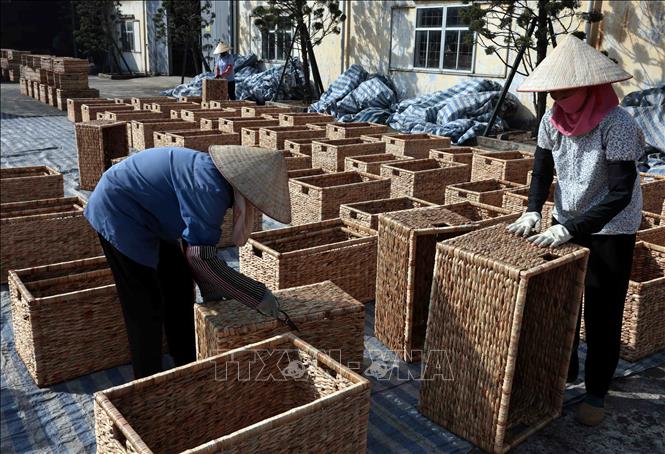 Sản xuất thùng đựng quần áo từ bèo tây xuất khẩu sang thị trường Mỹ tại Công ty Phú Tuấn. Ảnh: Trần Việt - TTXVN