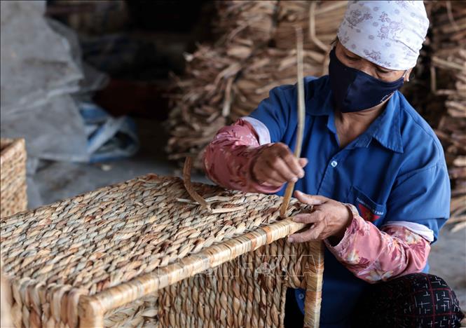 Sản xuất thùng đựng quần áo từ bèo tây xuất khẩu sang thị trường Mỹ tại Công ty Phú Tuấn. Ảnh: Trần Việt - TTXVN