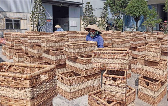 Sản xuất thùng đựng quần áo từ bèo tây xuất khẩu sang thị trường Mỹ tại Công ty Phú Tuấn. Ảnh: Trần Việt - TTXVN