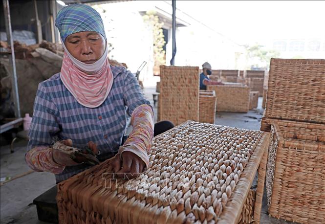 Sản xuất thùng đựng quần áo từ bèo tây xuất khẩu sang thị trường Mỹ tại Công ty Phú Tuấn. Ảnh: Trần Việt - TTXVN