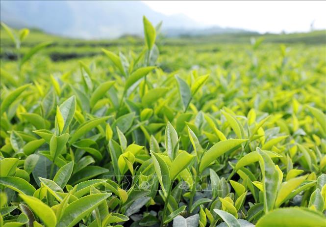 Chè búp được các đơn vị, doanh nghiệp và nhà máy chế biến trên địa bàn tỉnh thu mua bao tiêu sản phẩm. Ảnh: Quý Trung – TTXVN