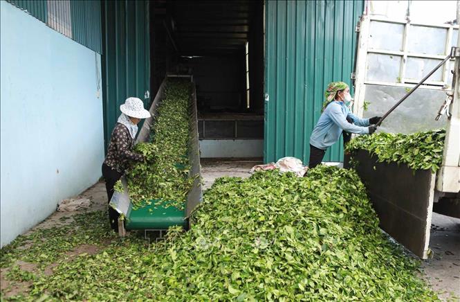 Chế biến chè phục vụ xuất khẩu. Ảnh: Quý Trung – TTXVN
