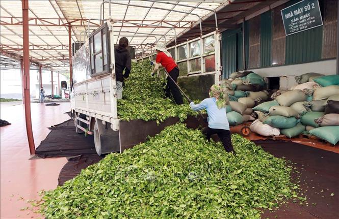 Trên địa bàn xã hiện có 7 công ty, hợp tác xã thu mua bao tiêu sản phẩm chè cho người dân, tạo công ăn việc làm ổn định cho hàng chục lao động địa phương. Ảnh: Quý Trung – TTXVN