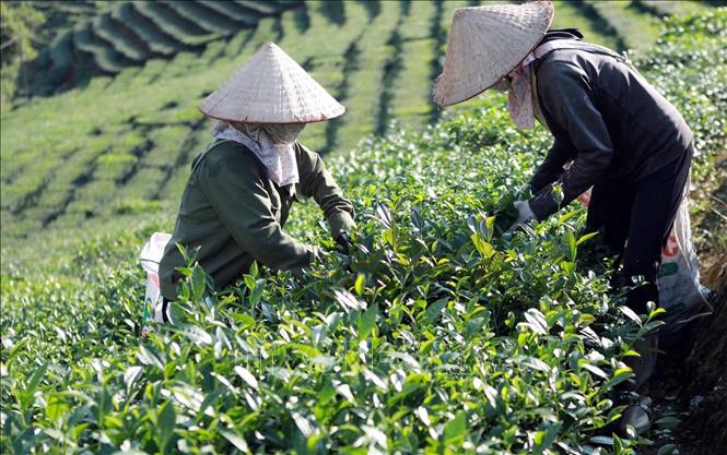 Mỗi hecta chè bình quân trừ chi phí cho thu nhập từ 70-80 triệu đồng/năm. Ảnh: Quý Trung – TTXVN