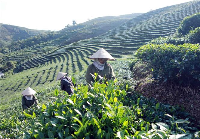 Mỗi hecta chè bình quân trừ chi phí cho thu nhập từ 70-80 triệu đồng/năm. Ảnh: Quý Trung – TTXVN