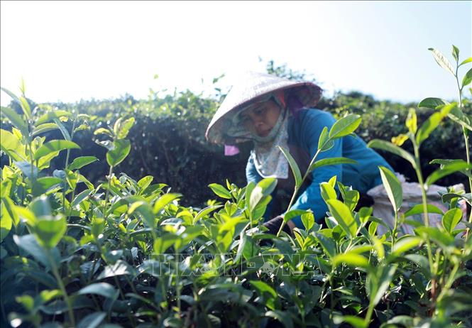 Người dân Bản Bo thu hái chè. Ảnh: Quý Trung – TTXVN