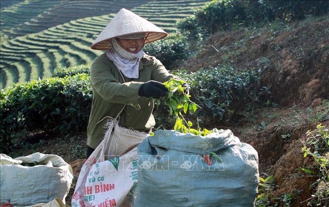 Người dân xã Bản Bo (Tam Đường, Lai Châu) thu hoạch chè búp. Ảnh: Quý Trung - TTXVN