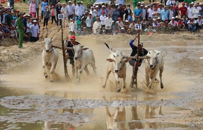 Đua bò Bảy Núi An Giang là lễ hội đậm nét văn hóa truyền thống gắn với lễ Sene Dolta của đồng bào dân tộc Khmer ở vùng Bảy Núi thuộc 2 huyện Tri Tôn và Tịnh Biên. Năm 2016, Bộ VH, TT&DL công nhận đua bò Bảy Núi là Di sản văn hóa phi vật thể quốc gia. Ảnh: Công Mạo-TTXVN