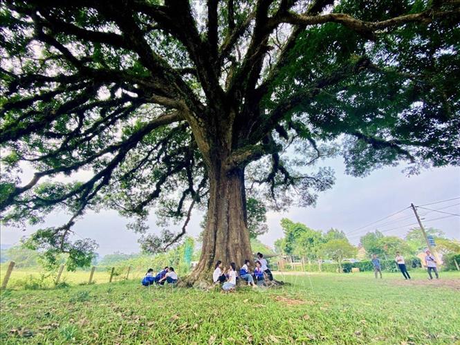 Cây trôi 800 năm tuổi ở xã Hương Vĩnh (huyện Hương Khê, tỉnh Hà Tĩnh) không chỉ là một di sản thiên nhiên quý giá mà còn là linh hồn, niềm tự hào của bao thế hệ người dân nơi đây. Tháng 9/2024, Hội Bảo vệ Thiên nhiên và Môi trường Việt Nam quyết định công nhận cây trôi 800 tuổi là cây di sản Việt Nam. Ảnh: Hữu Quyết - TTXVN