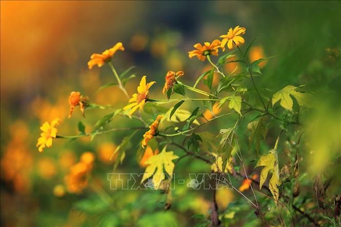 Dã quỳ là một loài hoa dại, bông hoa tuy không lớn nhưng do mọc thành bụi lớn nên khi bung nở tạo nên một thảm vàng rực rỡ. Ảnh: Trọng Đạt - TTXVN 