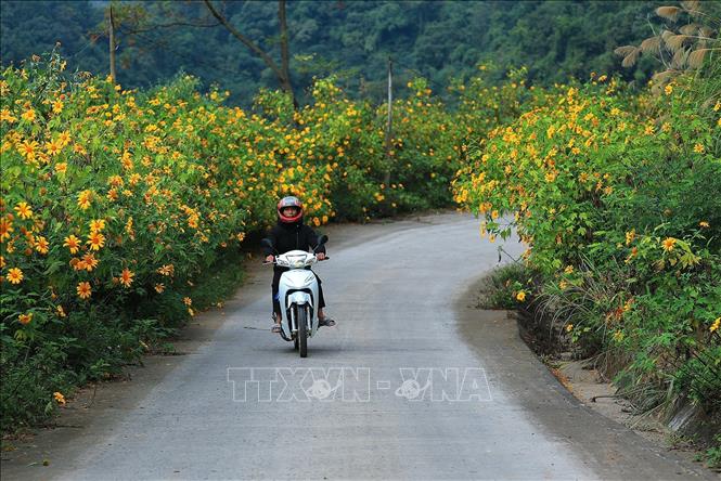 Sắc vàng nên thơ của hoa Dã Quỳ trên những con đường ra vào xóm Mừng của xã Hợp Phong huyện Cao Phong tỉnh Hòa Bình. Ảnh: Trọng Đạt - TTXVN 