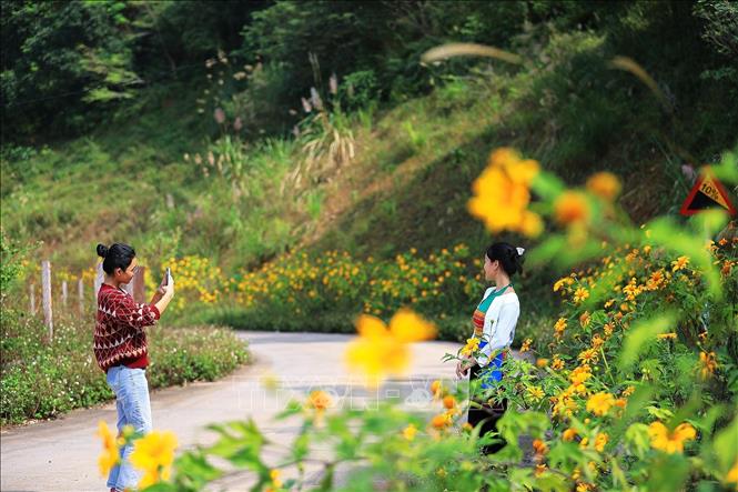 Vẻ đẹp hoang dại của hoa dã quỳ tạo nên sức hút khó cưỡng, níu chân bất kỳ ai khi đến với xóm Mừng một xóm núi vùng cao Hòa Bình. Ảnh: Trọng Đạt - TTXVN 