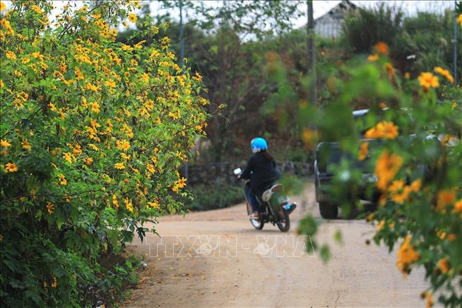 Những khóm hoa Dã Quỳ ven đường nở vàng trên các con đường bê tông vào xóm Mừng xã Hợp Phong, huyện Cao Phong.  Ảnh: Trọng Đạt - TTXVN 