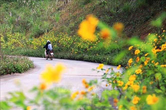 Những khóm hoa Dã Quỳ ven đường nở vàng trên các ccon đường bê tông vào xóm Mừng xã Hợp Phong, huyện Cao Phong. Ảnh: Trọng Đạt - TTXVN 