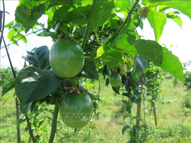 Vùng nguyên liệu chanh dây của Công ty TNHH chế biến nông sản Sao Mai, Kon Tum. Ảnh: Dư Toán – TTXVN