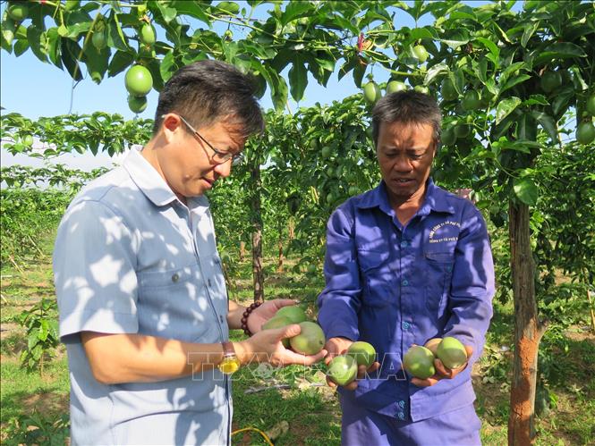 Ông Nguyễn Văn Hùng (áo xanh), xã Hà Mòn, huyện Đăk Hà, tỉnh Kon Tum thu lợi nhuận từ 250 – 300 triệu đồng/ha/vụ chưa mở rộng diện tích. Ảnh: Dư Toán – TTXVN.
