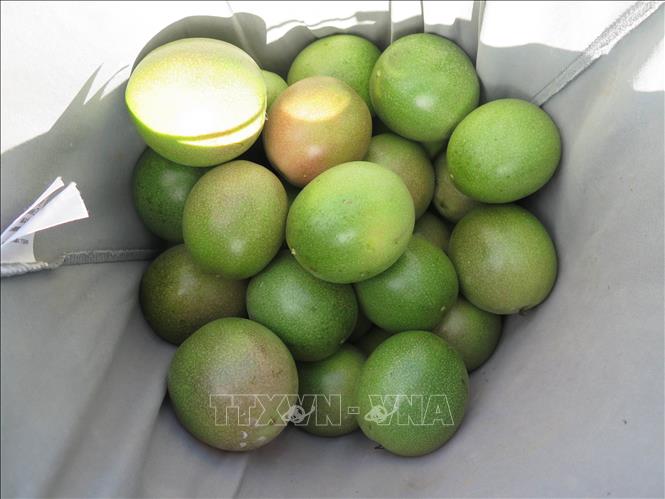 Huyện Đăk Hà là một trong những địa phương trọng điểm trồng chanh dây của tỉnh Kon Tum, với khoảng 280 ha. Ảnh: Dư Toán – TTXVN.