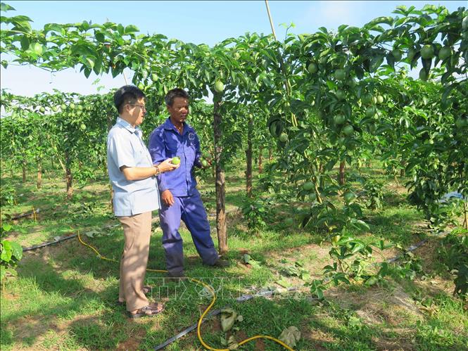 Huyện Đăk Hà là một trong những địa phương trọng điểm trồng chanh dây của tỉnh Kon Tum, với khoảng 280 ha. Ảnh: Dư Toán – TTXVN.