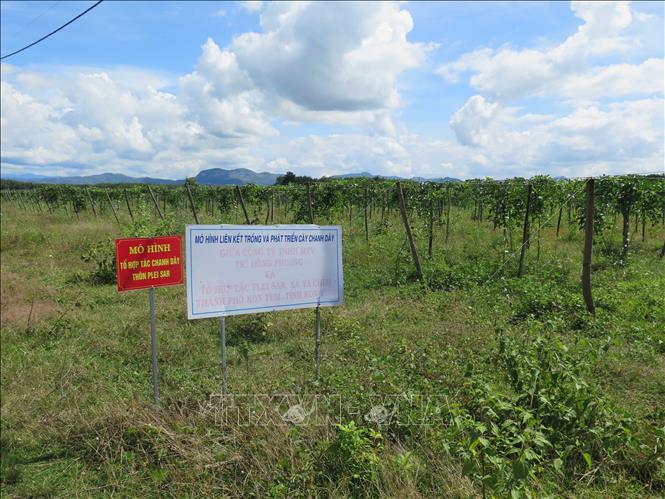 Vùng nguyên liệu chanh dây của Công ty TNHH chế biến nông sản Sao Mai, Kon Tum. Ảnh: Dư Toán – TTXVN.