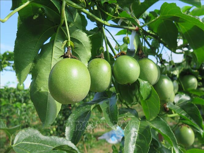 Huyện Đăk Hà là một trong những địa phương trọng điểm trồng chanh dây của tỉnh Kon Tum, với khoảng 280 ha. Ảnh: Dư Toán – TTXVN.