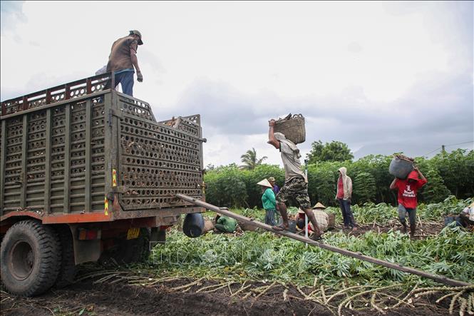 Khoai mì sau khi thu hoạch được đưa đến các nhà máy sản xuất tinh bột. Ảnh: Giang Phương - TTXVN