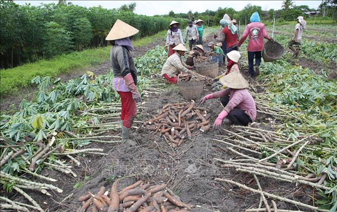 Thu hoạch khoai mì tại huyện Tân Châu, một trong những vùng có diện tích trồng khoai mì lớn của tỉnh Tây Ninh. Ảnh: Giang Phương - TTXVN