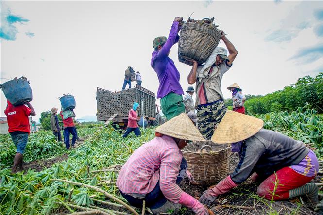 Tổng diện tích cây khoai mì toàn tỉnh Tây Ninh đạt 61.900 ha. Ảnh: Giang Phương – TTXVN