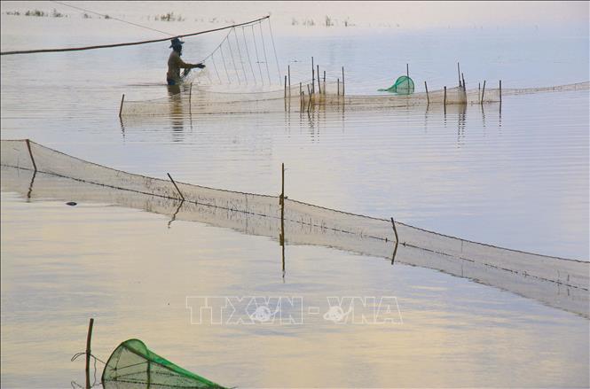 Bắt cá tự nhiên trên ruộng ngập lũ tại huyện Vị Thủy, tỉnh Hậu Giang. Ảnh: Duy Khương – TTXVN