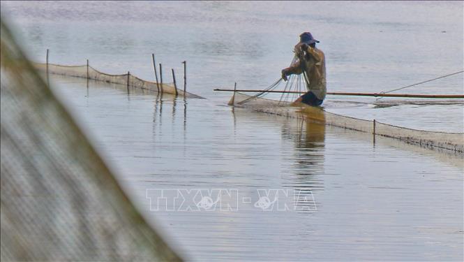 Bắt cá tự nhiên trên ruộng ngập lũ tại huyện Vị Thủy, tỉnh Hậu Giang. Ảnh: Duy Khương – TTXVN