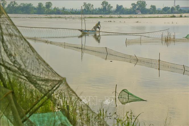 Bắt cá tự nhiên trên ruộng ngập lũ tại huyện Vị Thủy, tỉnh Hậu Giang. Ảnh: Duy Khương – TTXVN