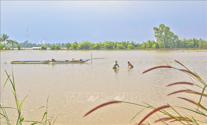 Bắt cá tự nhiên trên ruộng ngập lũ tại huyện Châu Thành A, tỉnh Hậu Giang. Ảnh: Duy Khương – TTXVN