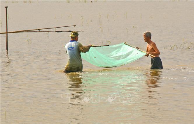Bắt cá tự nhiên trên ruộng ngập lũ tại huyện Châu Thành A, tỉnh Hậu Giang. Ảnh: Duy Khương – TTXVN