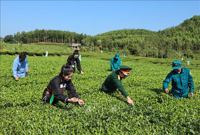 Cán bộ, chiến sỹ Ban Chỉ huy Quân sự huyện Yên Thế giúp dân hái chè tại Bản Ven, xã Xuân Lương. Ảnh: Danh Lam - TTXVN 