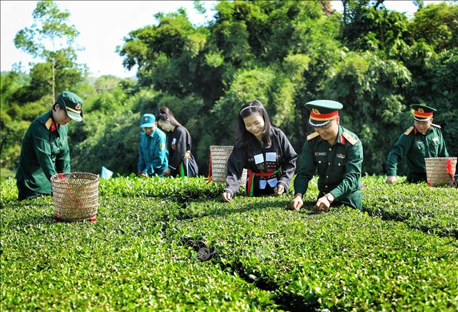 Cán bộ, chiến sỹ Ban Chỉ huy Quân sự huyện Yên Thế giúp dân hái chè tại Bản Ven, xã Xuân Lương. Ảnh: Danh Lam - TTXVN 