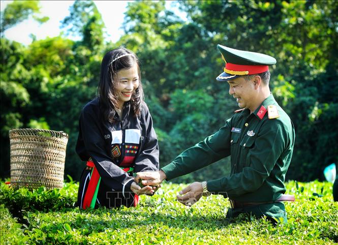 Cán bộ, chiến sỹ Ban Chỉ huy Quân sự huyện Yên Thế giúp dân hái chè tại Bản Ven, xã Xuân Lương. Ảnh: Danh Lam -TTXVN 