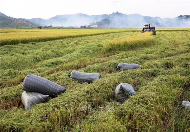 Thu hoạch lúa gạo ở xã An Nhơn, huyện Đạ Tẻh, tỉnh Lâm Đồng. Ảnh: Hồng Đạt - TTXVN
