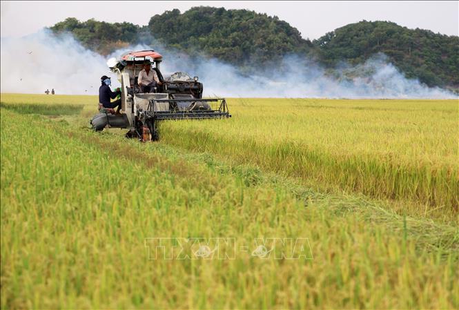 Thu hoạch lúa gạo ở xã An Nhơn, huyện Đạ Tẻh, tỉnh Lâm Đồng. Ảnh: Hồng Đạt - TTXVN
