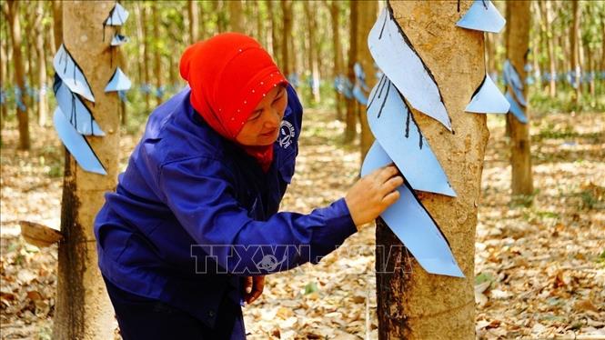 Các công ty cao su thuộc Tập đoàn Công nghiệp Cao su Việt Nam (VRG) tại Campuchia đã đưa vào khai thác vườn cao su với quy mô 22.64 ha, tạo việc làm cho gần 10.000 lao động địa phương. Ảnh: TTXVN