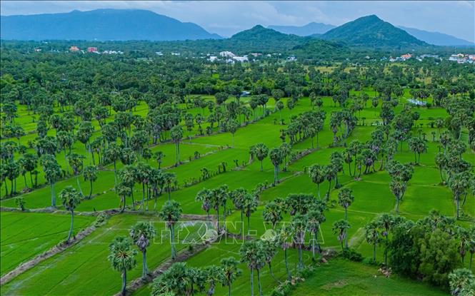 Cánh rừng thốt nốt xanh bạt ngàn ở vùng Bảy núi An Giang. Ảnh: Công Mạo-TTXVN
