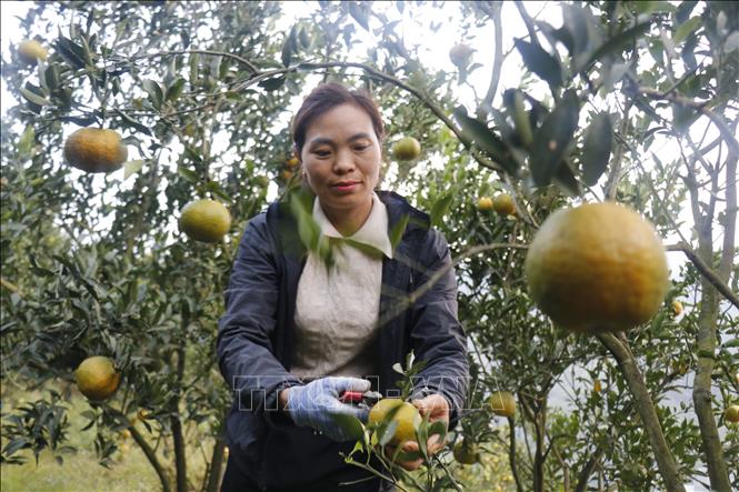 Thu hoạch quýt để bán. Ảnh: Hồng Ninh-TTXVN