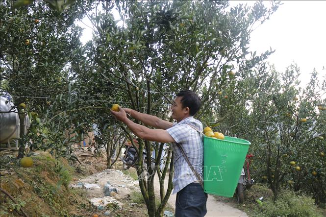 Chủ vườn lựa những quá quýt chín để thu hoạch. Ảnh: Hồng Ninh-TTXVN