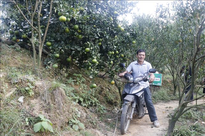 Tư thương vào thu mua quýt ngay tại vườn. Ảnh: Hồng Ninh-TTXVN