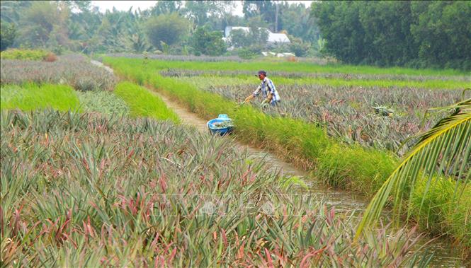 Farmers harvest pineapples in Vi Thanh city. VNA Photo: Nguyễn Hằng