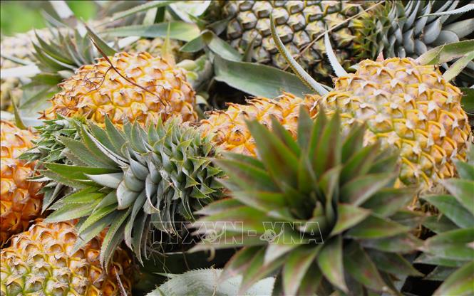 First-grade pineapples (pineapple weighing about 1 kilogram or more) are fetching the highest ever price of 11,000-12,000VND (0.44USD) per kilogram at the farm gate VNA Photo: Nguyễn Hằng