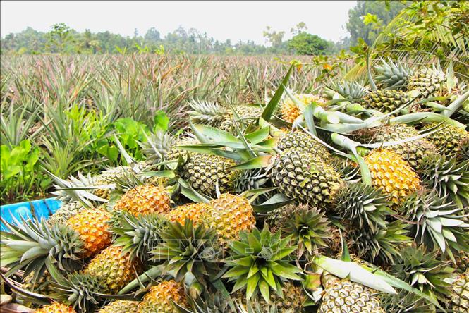First-grade pineapples (pineapple weighing about 1 kilogram or more) are fetching the highest ever price of 11,000-12,000VND (0.44USD) per kilogram at the farm gate VNA Photo: Nguyễn Hằng